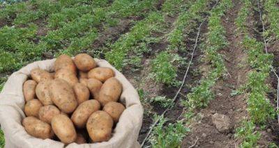 Почему стало сложнее выбрать качественный картофель: Цена на необходимый овощ активно дорожает - cxid.info - Украина - Почему