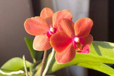 Эти ошибки могут лишить вас растений: как категорически нельзя поливать орхидеи