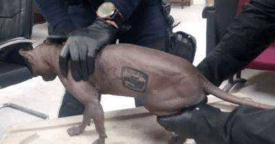 Татуированная кошка, бывший "член банды" Los Mexicles, нашла новый дом в США
