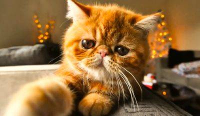 Мурчащие мятоманы: почему коты любят кошачью мяту