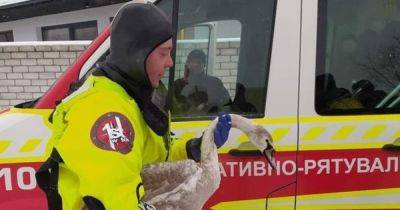 В Чернигове спасли жизнь лебедю: птица погибала во льду (фото) - focus.ua - Украина - Черкасская обл. - Гсчс