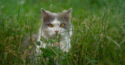 Единственное рабочее средство: садовник рассказал, как заставить котов перестать портить клумбы и грядки - focus.ua - Украина