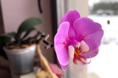 Без нее растению будет плохо: какая зимняя подкормка наиболее важна для орхидеи
