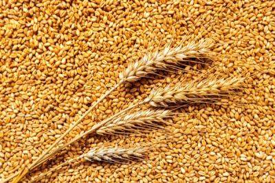 Мировые цены на зерно упали за год на 15% — ООН