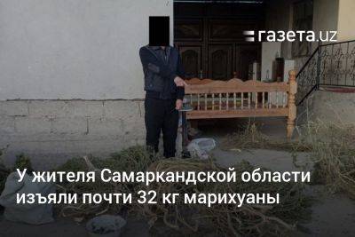 У жителя Самаркандской области изъяли почти 32 кг марихуаны