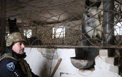 На Харьковщине полицейские ухаживают за лошадьми на заброшенной ферме