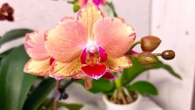 Это может убить ваш цветок: какой горшок противопоказан для орхидеи