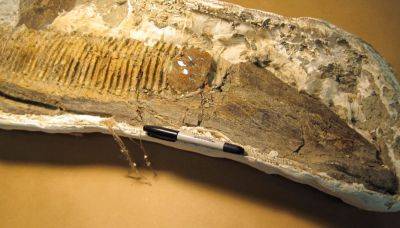 Археологи нашли челюсть утконосого гадрозавра – пролежала в земле 75 млн лет
