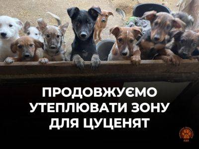 В Харькове помогли щенкам не замерзнуть после ракетного удара (видео)