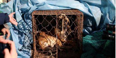 В Южной Корее приняли закон о запрете торговли собачьим мясом