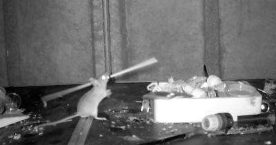Мышь каждую ночь тайно "убирает" в сарае почтальона: это сняла скрытая камера (видео)