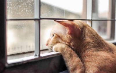 На него все хотят посмотреть: в сети показали кота, который вернулся домой после 7 лет странствий