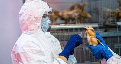 Вспышки птичьего гриппа в Молдове - cxid.info - Молдавия