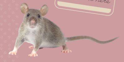 В интернете предлагают назвать крысу в честь бывшего и скормить ее ястребу