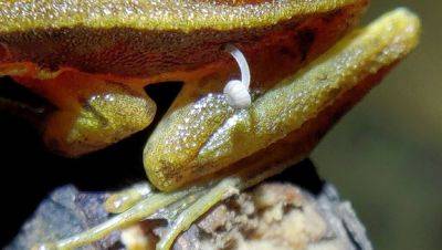 Индийские ученые обнаружили гриб, растущий из живой лягушки