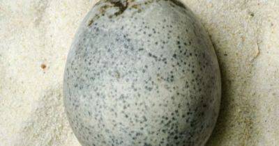 Найдено старейшее целое яйцо со времен Римской империи