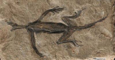 Что не так с окаменелостью ящерицы возрастом 280 млн лет: в ней нашли лак и краску