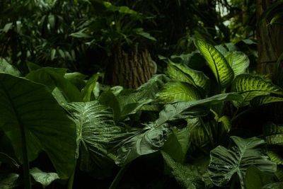 Редкая обезьяна-паук родила детеныша на высоте 15 метров – первое видео в истории - cursorinfo.co.il - Эквадор