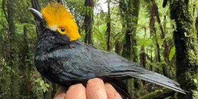 Ученые впервые сфотографировали «затерянную птицу» лесов Конго