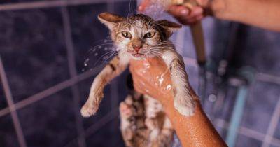 Носят крохотный душ с собой. Ученые рассказали, нужно ли купать домашних кошек