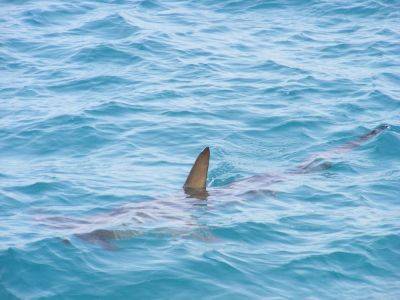 Житель Флориды словил акулу и выгуливал ее как собаку — видео