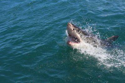 Гигантская акула забила себя на смерть, пытаясь атаковать людей – видео