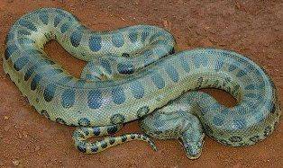 В Амазонке обнаружен новый гигантский вид змей