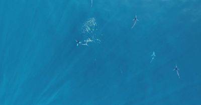 Океан "мигает", когда они атакуют: ученые засняли удивительную охоту хищников (видео)