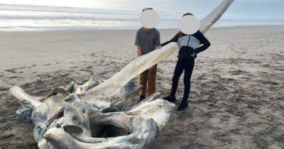 Чудище из глубин: гигантский череп таинственного существа неожиданно появился на пляже (фото)