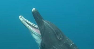 Загадочная смерть дельфина на побережье: кровь сочилась из глаз и челюсти животного (фото) - focus.ua - шт.Нью-Джерси