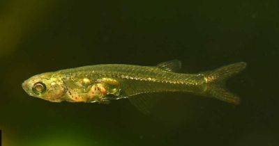 Дебошир подводного мира: самая громкая рыба длиной 12 мм кричит на громкости 140 децибел (видео)