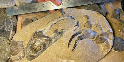 Самой большой ископаемой клешне краба оказалось почти 9 миллионов лет