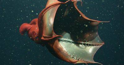 Ученые обнаружили окаменевшего кальмара-вампира в возрасте 183 млн лет: причина смерти удивит (фото)