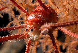 Ученые обнаружили 100 неизвестных видов морской флоры и фауны