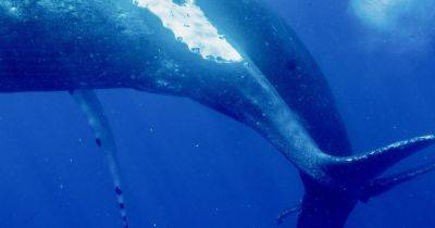 Ученые стали свидетелями уникального случая однополых отношений между самцами горбатых китов (фото)