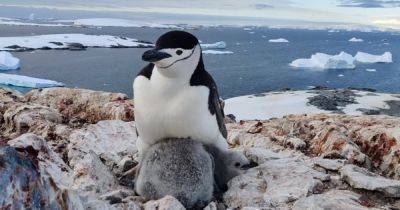 Очень милое кино. Украинские полярники показали крохотных детенышей пингвинов с "бородой" (видео) - focus.ua - Антарктида