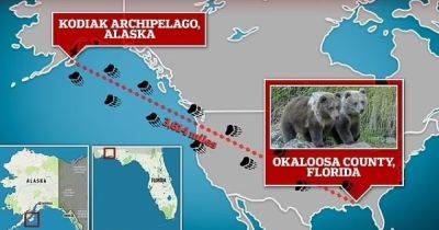 Загадочно "телепортировались": как мишки из Аляски оказались почти за 6000 км от дома (фото)