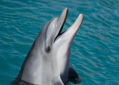 У берегов Австралии впервые заметили уникального дельфина