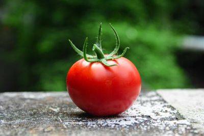 Ежедневно есть сырые помидоры призвали врачи и объяснили почему
