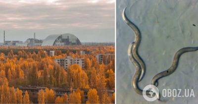 В ДНК червей из чернобыльской зоны обнаружили несколько странное: что узнали ученые - obozrevatel.com - Украина - Припять - Нью-Йорк