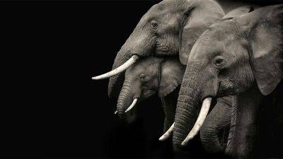Ученые шокированы погребальным ритуалом у слонов, поскольку он удивительно похож на человеческий