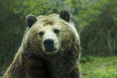 В США полицейские спасли медведя, закрывшегося в авто - видео