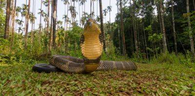 Биологи приблизились к созданию универсального противоядия от змеиных укусов