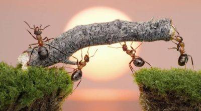 Почувствуйте себя насекомым: представлен геймплейный трейлер необычной стратегии Empire of the Ants