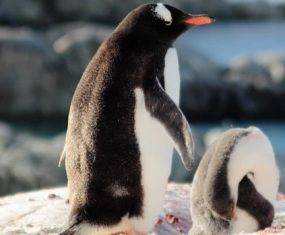 Некоторые виды пингвинов находятся под угрозой исчезновения