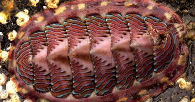Морские моллюски научились видеть панцирем: ученые обнаружили в них еще одну странность