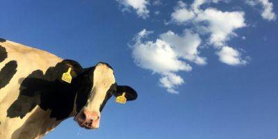 Из коровьего молока научились добывать человеческий инсулин - tech.onliner.by