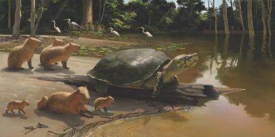 Ученые нашли останки древней черепахи. Ее назвали в честь персонажа Стивена Кинга
