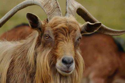 В США 200 коз сбежали из заповедника и парализовали город – видео