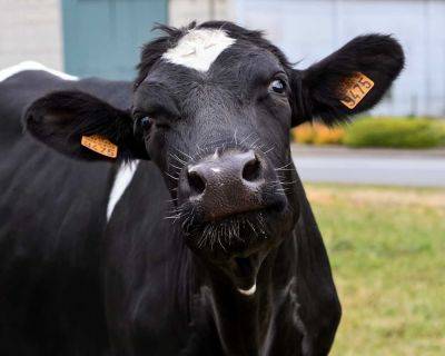 Ученые скрестили корову с ДНК человека